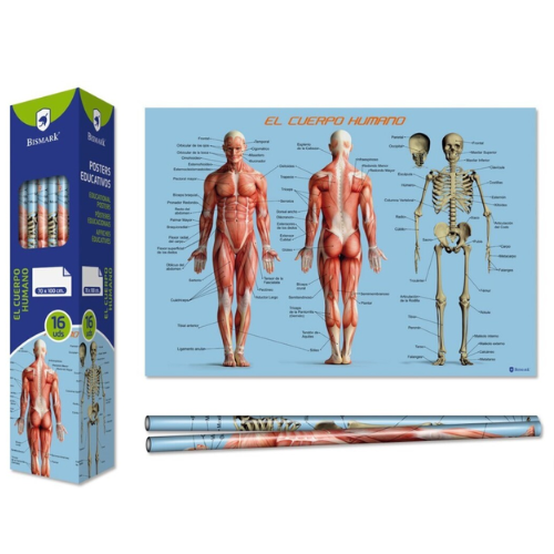 1.6 - POSTER CUERPO HUMANO 70X100CM